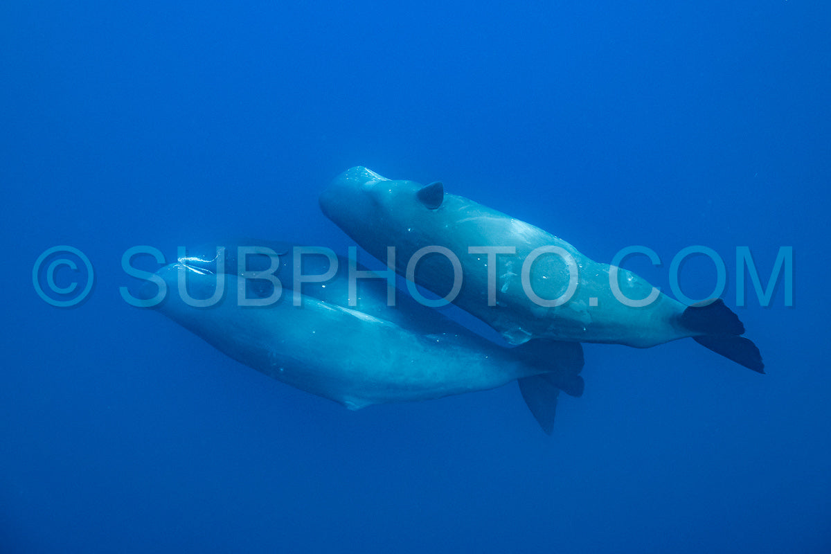 Photo de cachalot autour de l'île Maurice