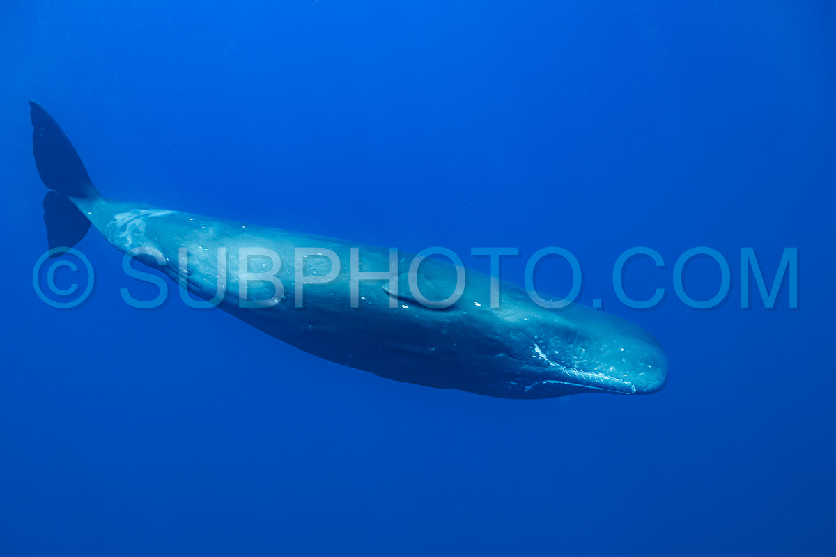 sperm whale or cachalot around the island of Mauritius
