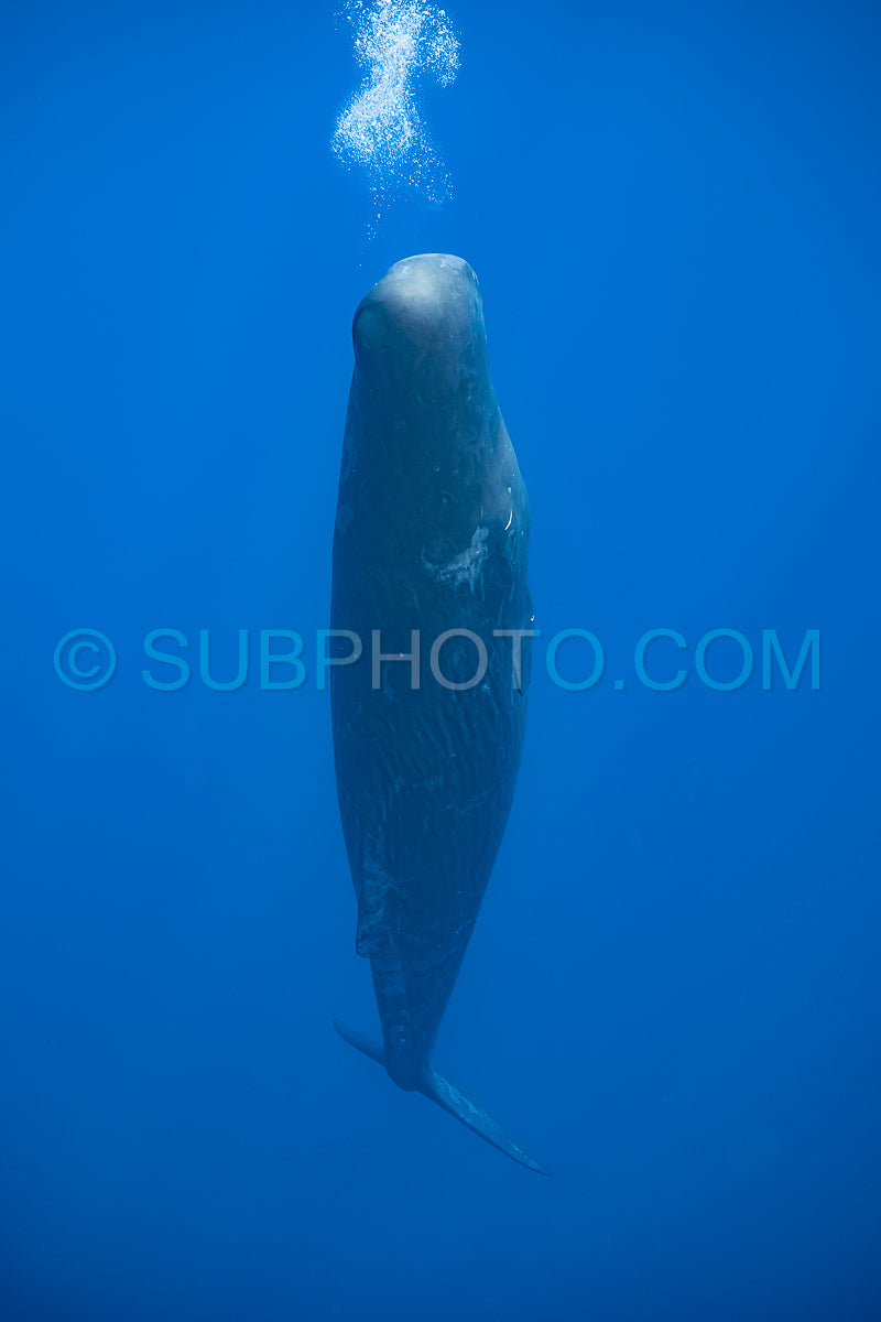 Photo de cachalot autour de l'île Maurice