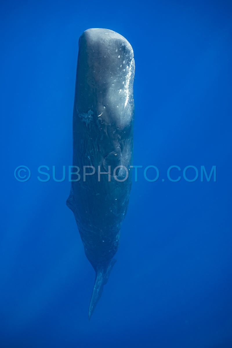 Photo de cachalot autour de l'île Maurice