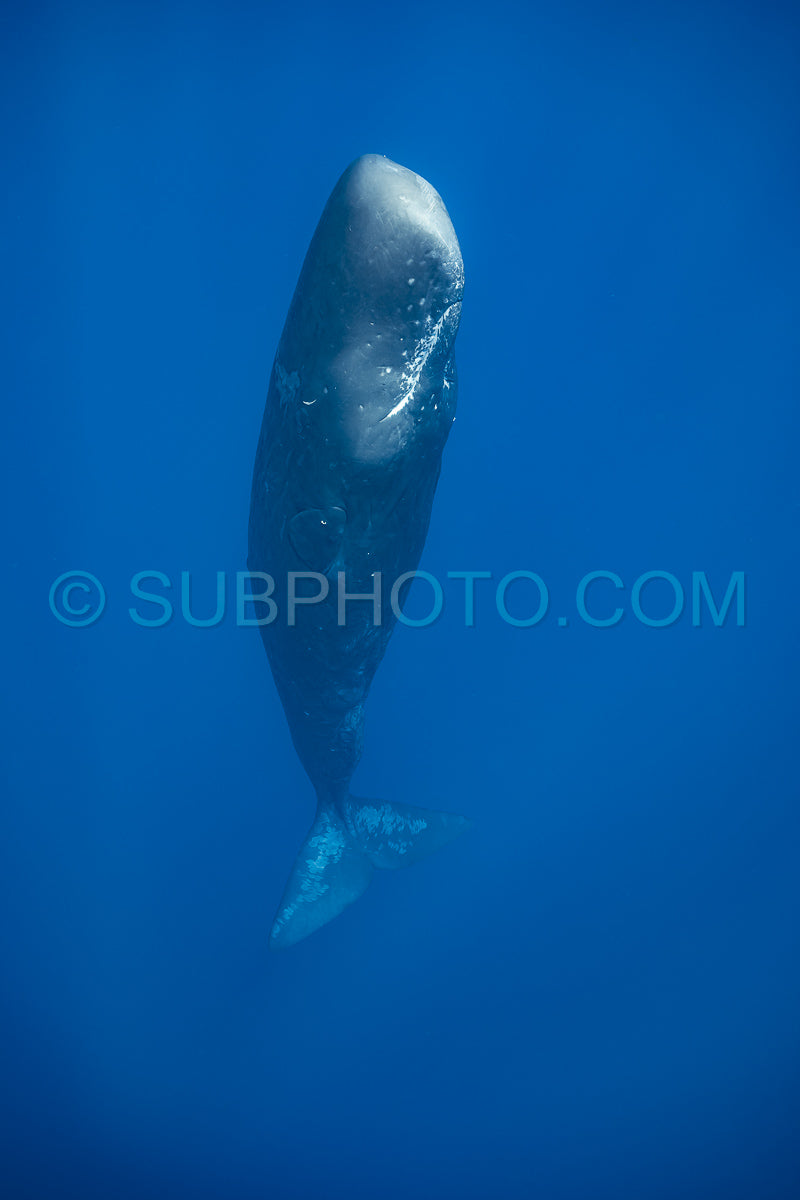 Photo de cachalot autour de l'île Maurice
