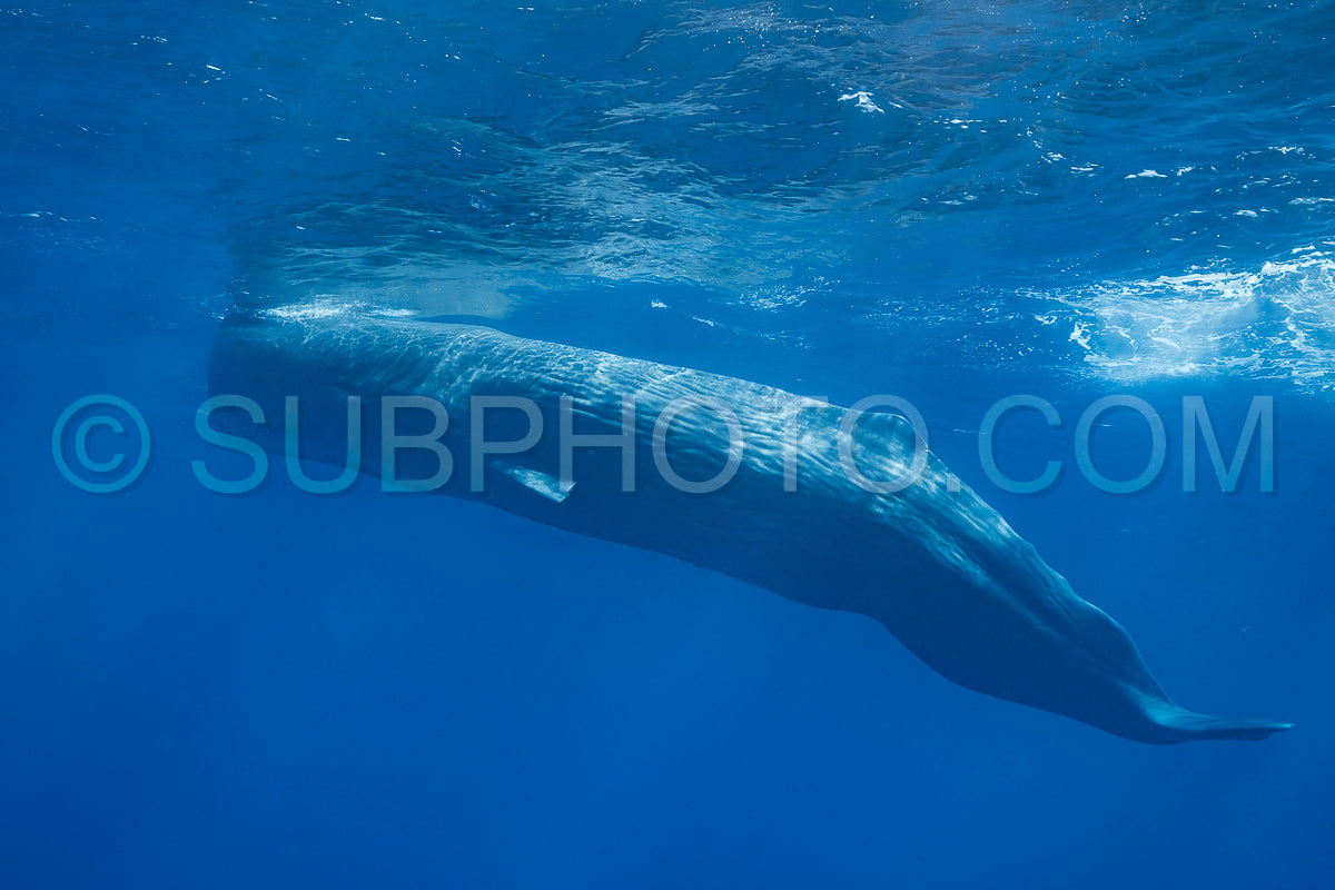 Photo de cachalot autour de l'île Maurice