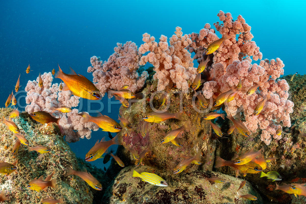 Photo de banc de poissons cardinaux jaunes