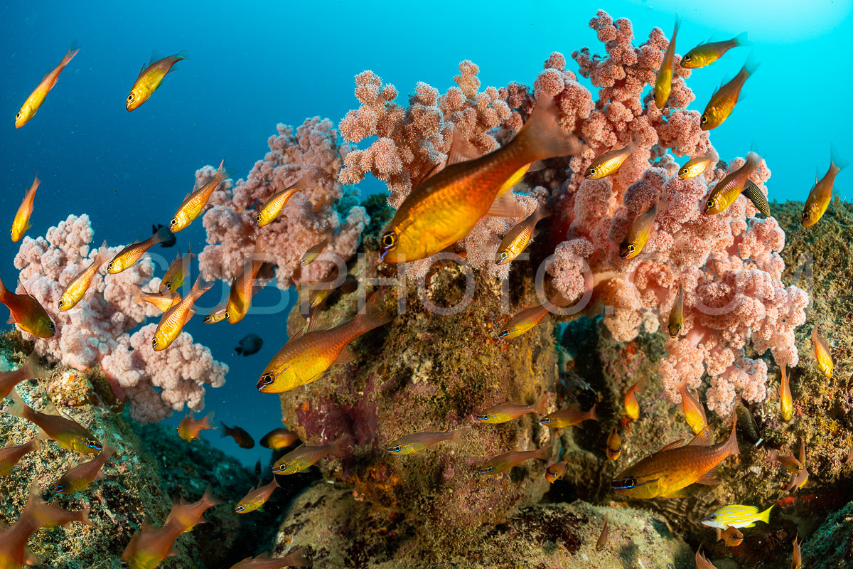 Photo de banc de poissons cardinaux jaunes