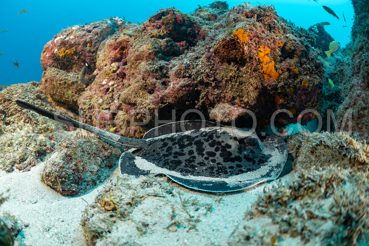 marbled stingray