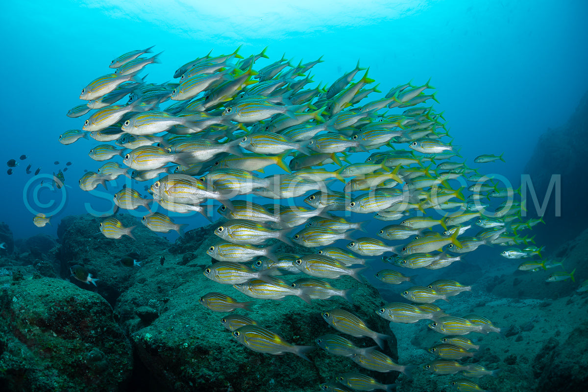 Photo de Le vivaneau (Lutjanus lutjanus) est une espèce de poisson qui se caractérise par une grande diversité de formes et de couleurs.