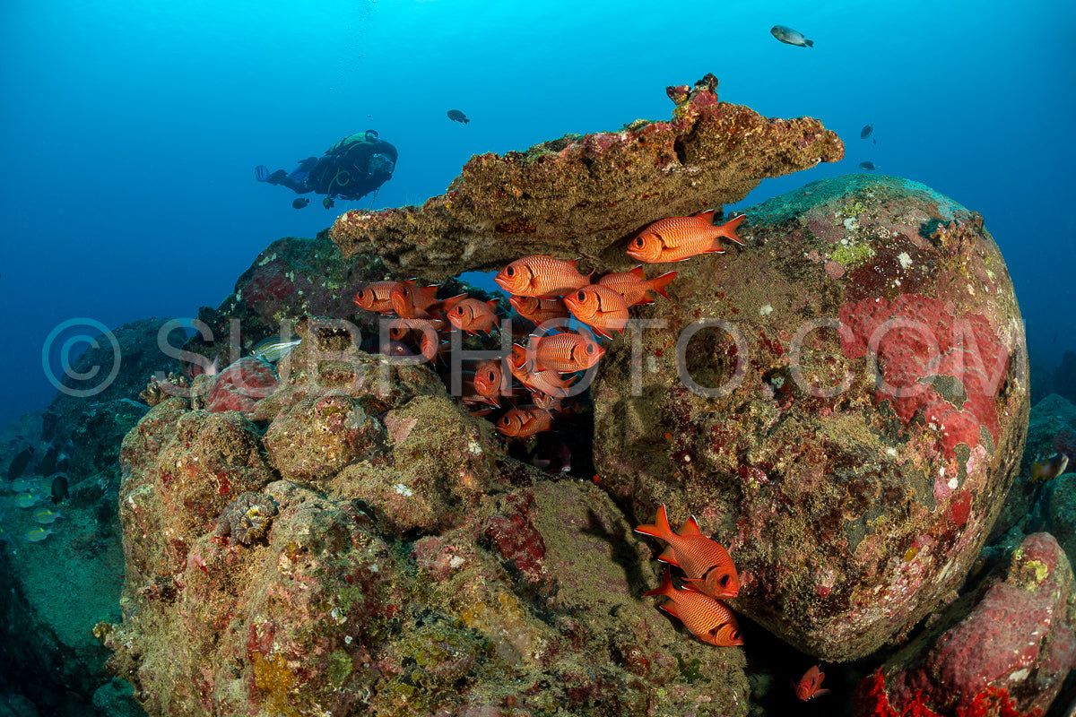 woman diver with school of robust soldierfish