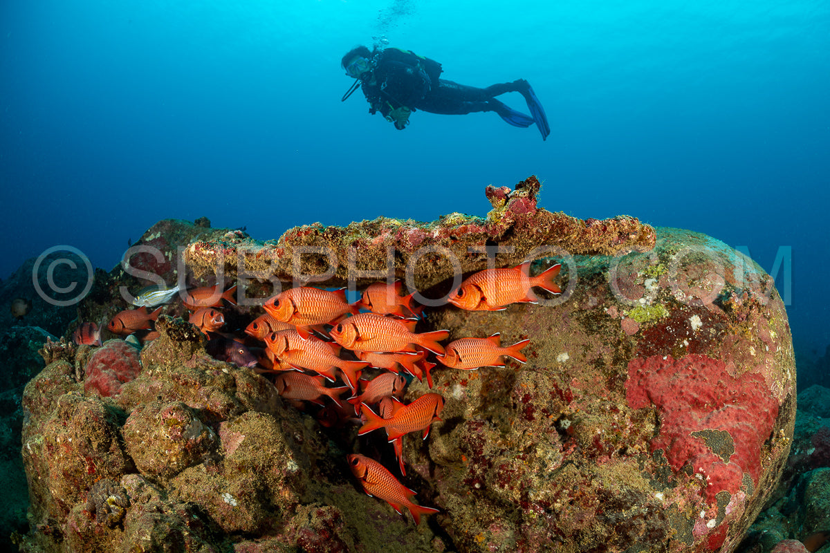 woman diver with school of robust soldierfish