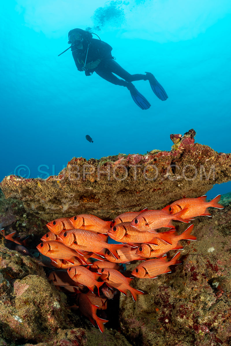 woman diver with school of robust soldierfish