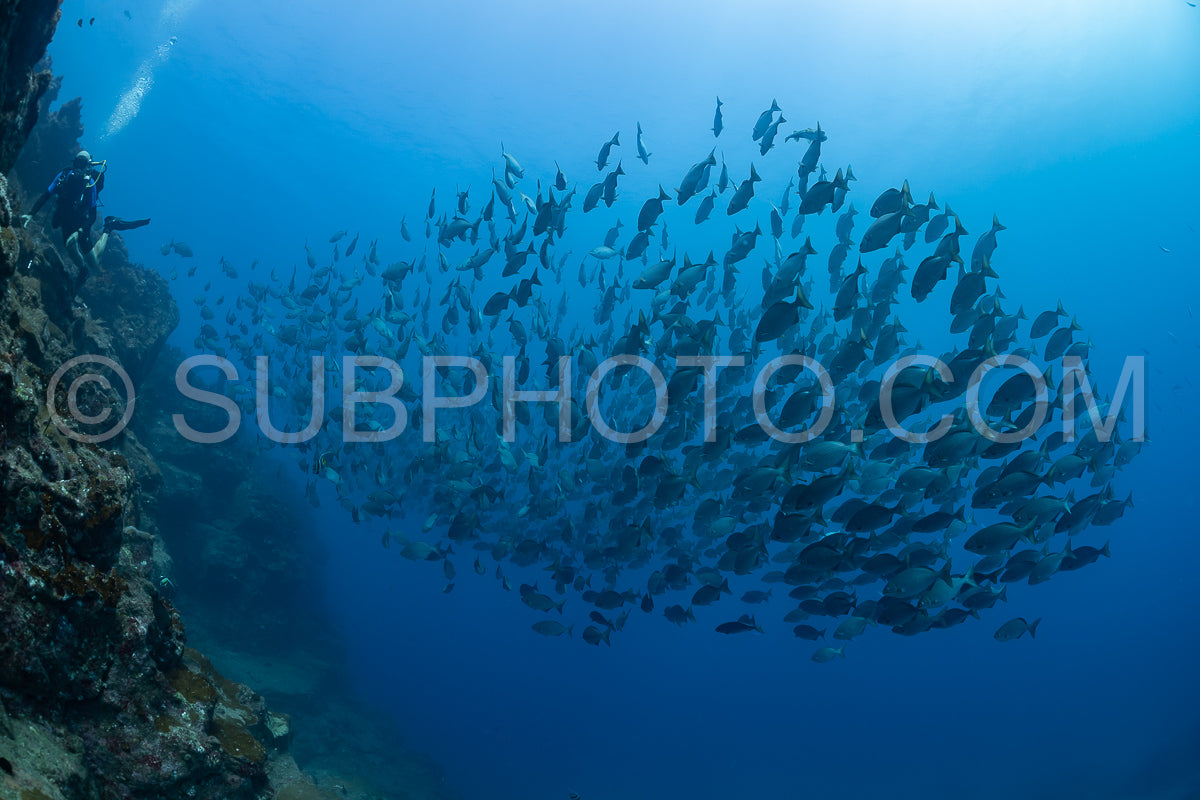 Photo de banc de poissons le long d'un récif
