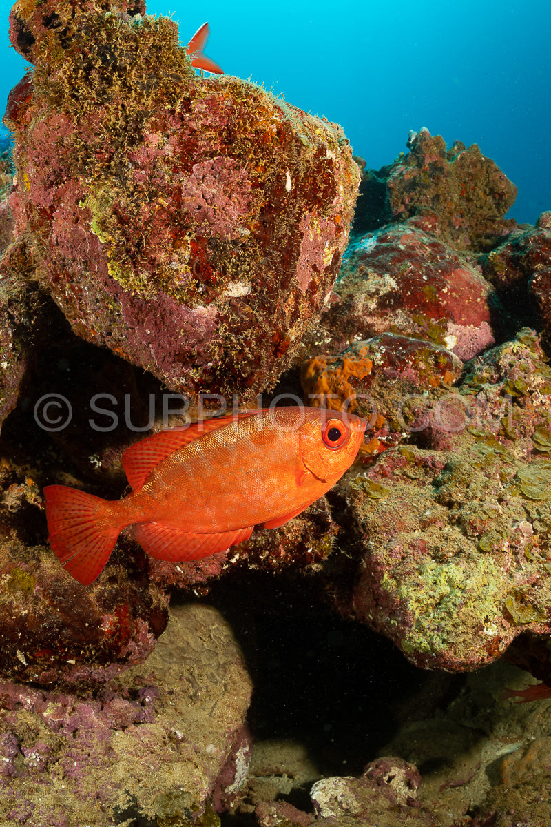 Photo de poisson à lunettes