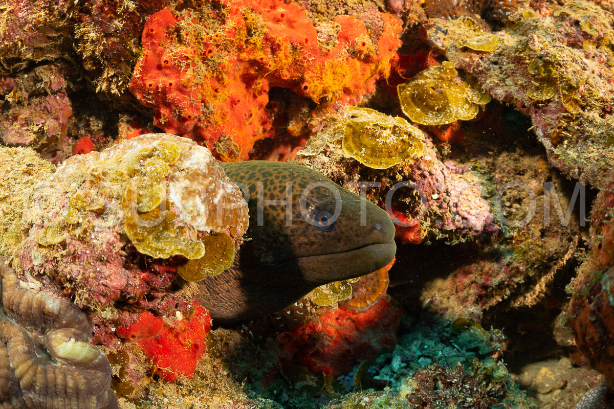 Photo de murène géante