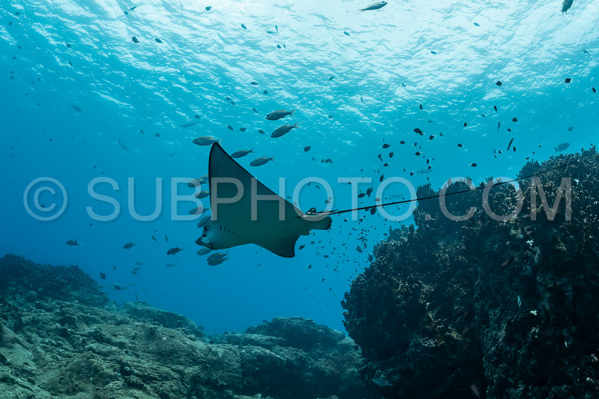 spotted eagle ray