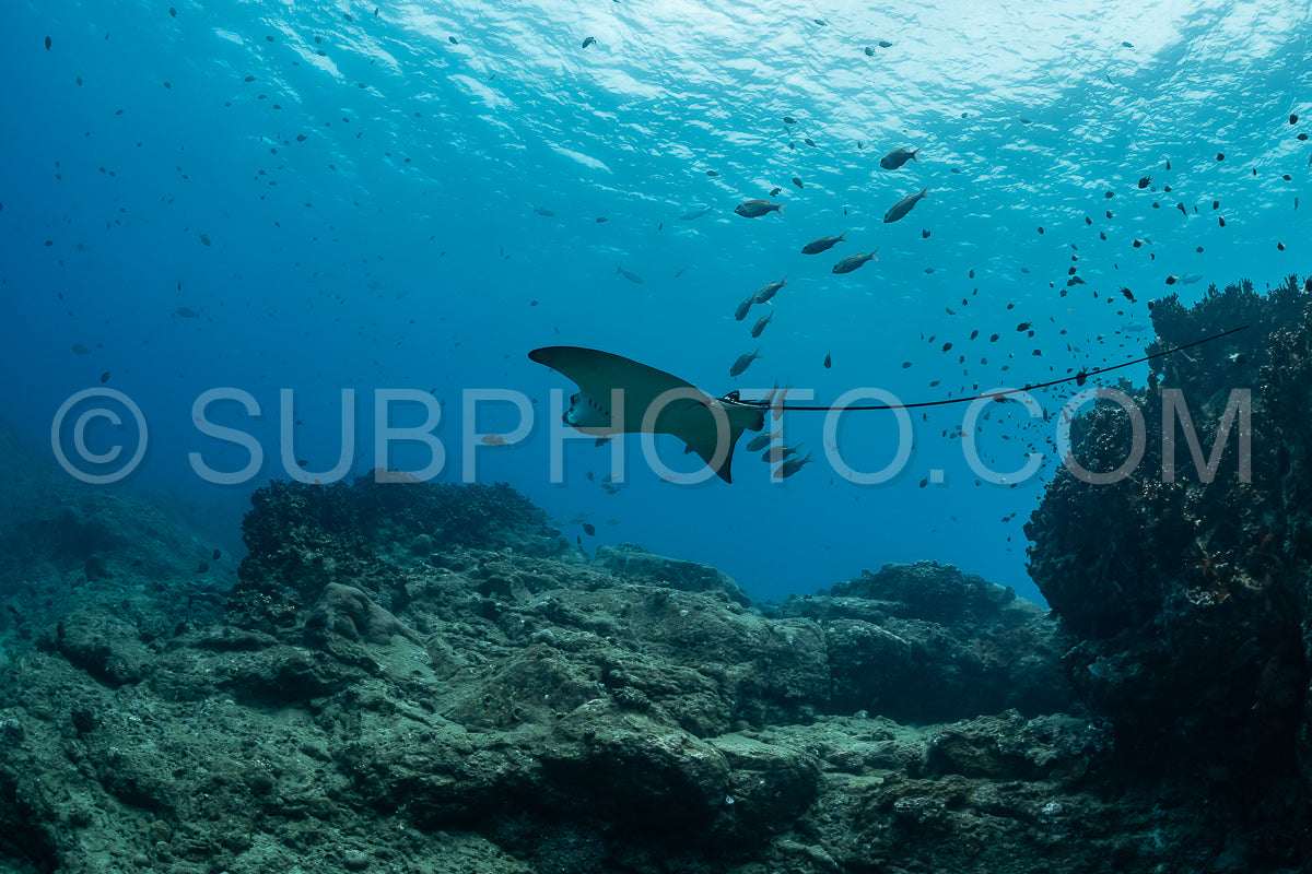 spotted eagle ray