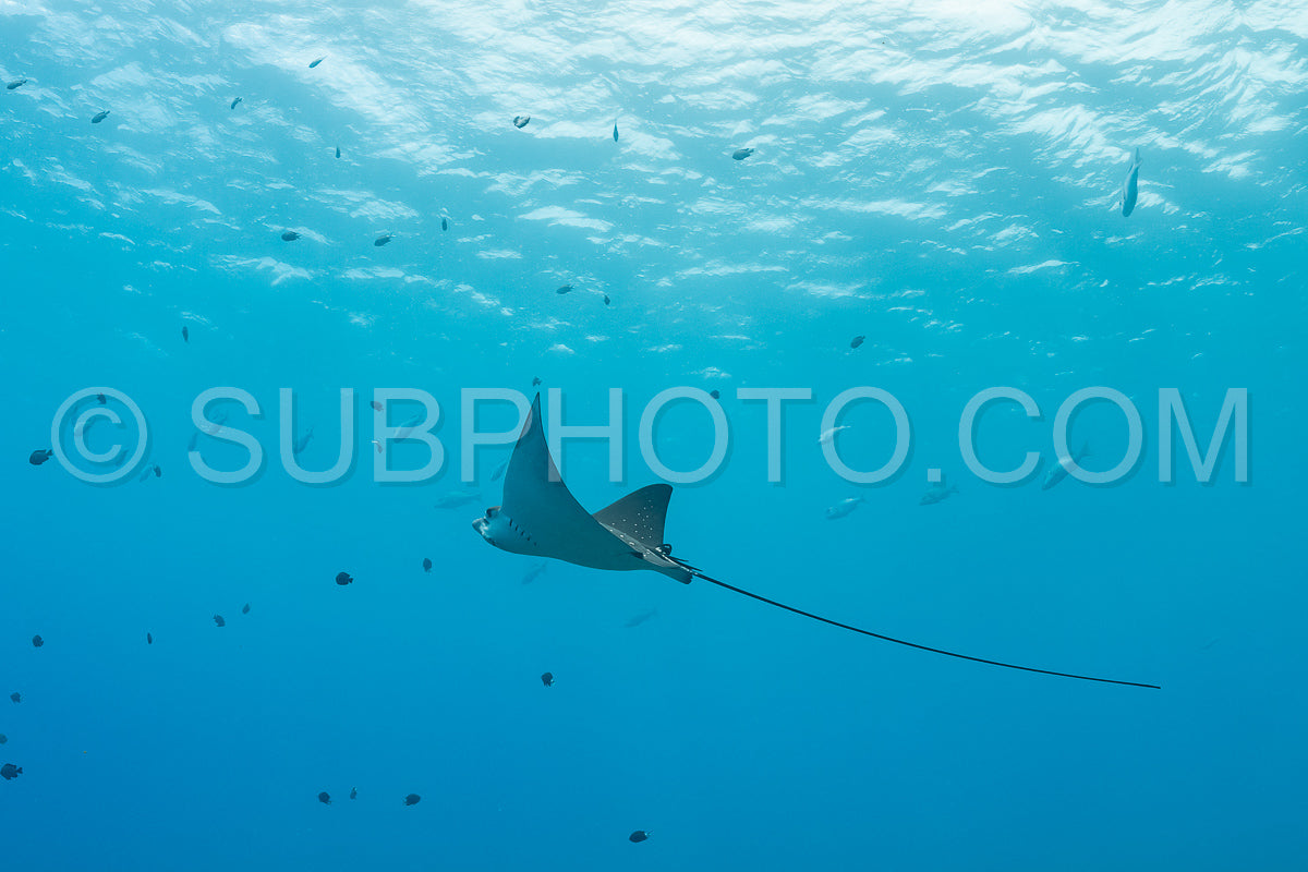 spotted eagle ray