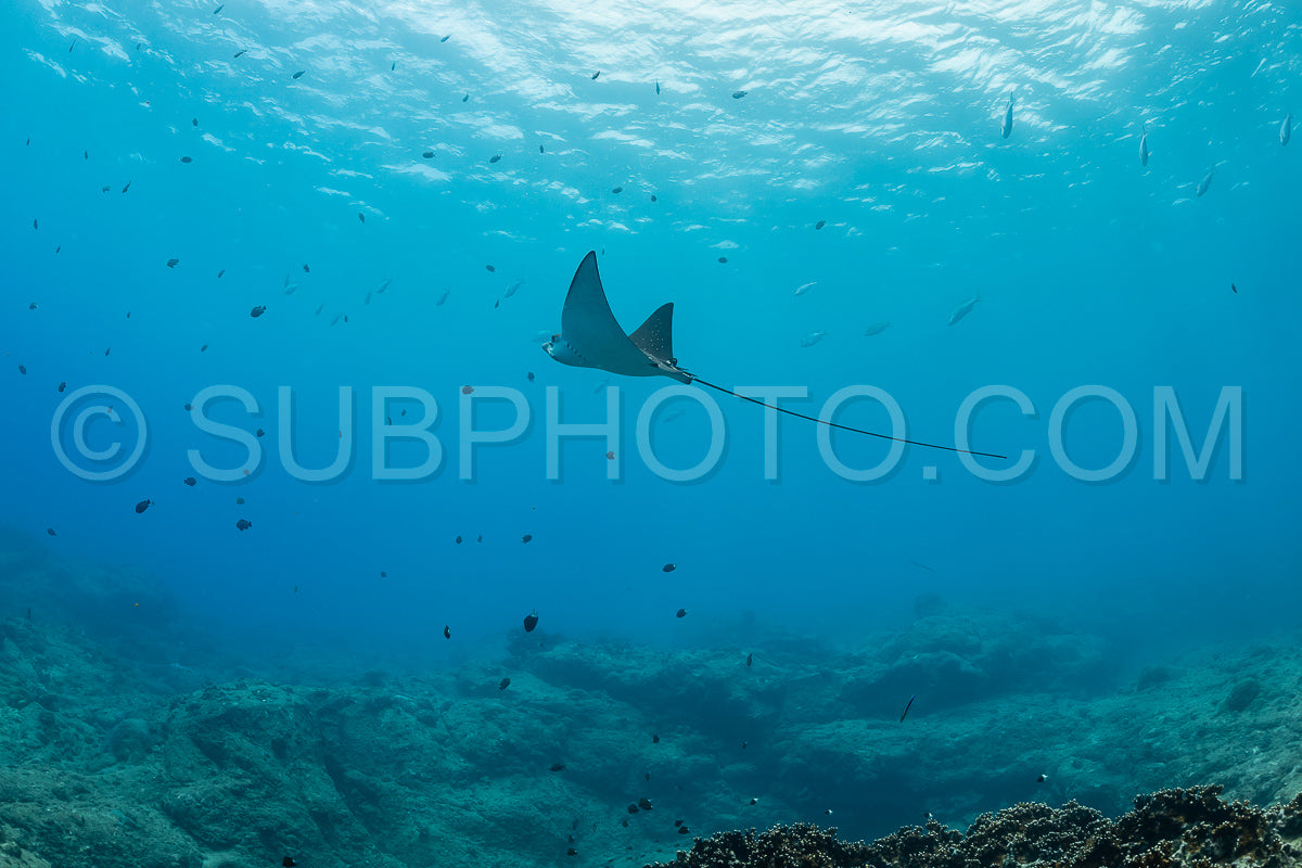 spotted eagle ray
