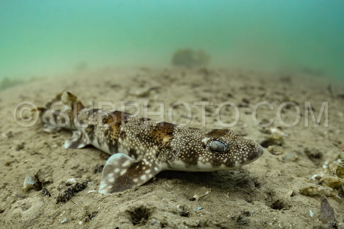 The puffadder shyshark (Haploblepharus edwardsii)- also known as the Happy Eddie