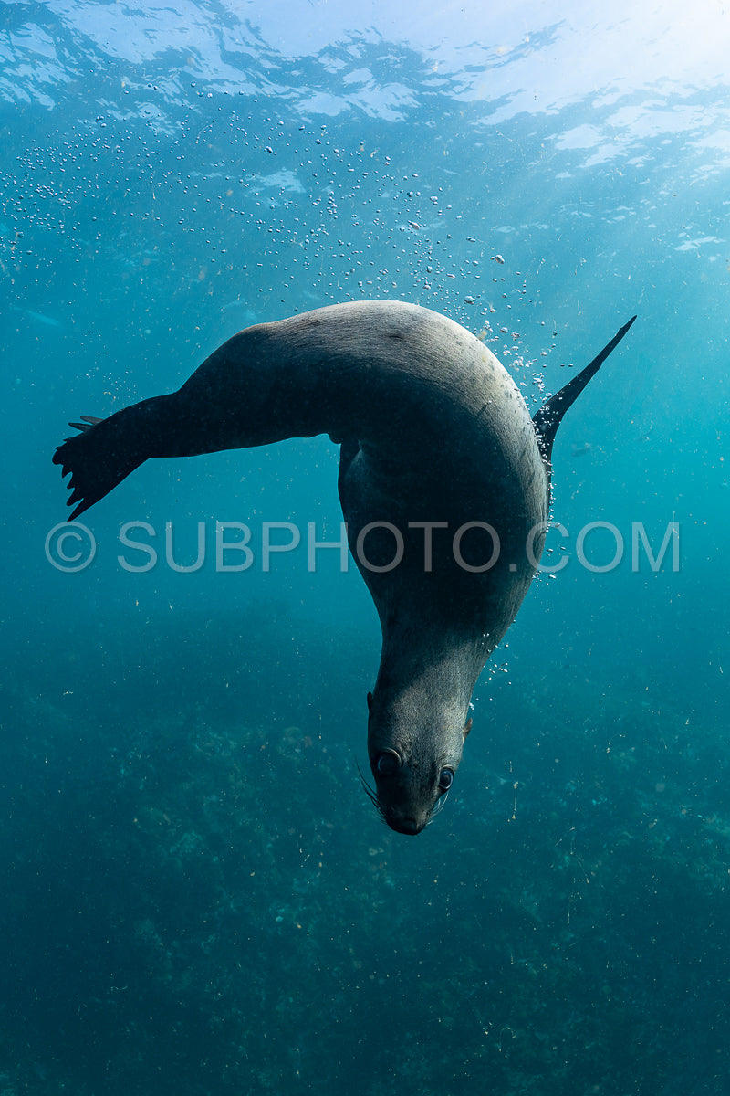 Cape or Brown fur seal or sea lion playing with diver in South Africa