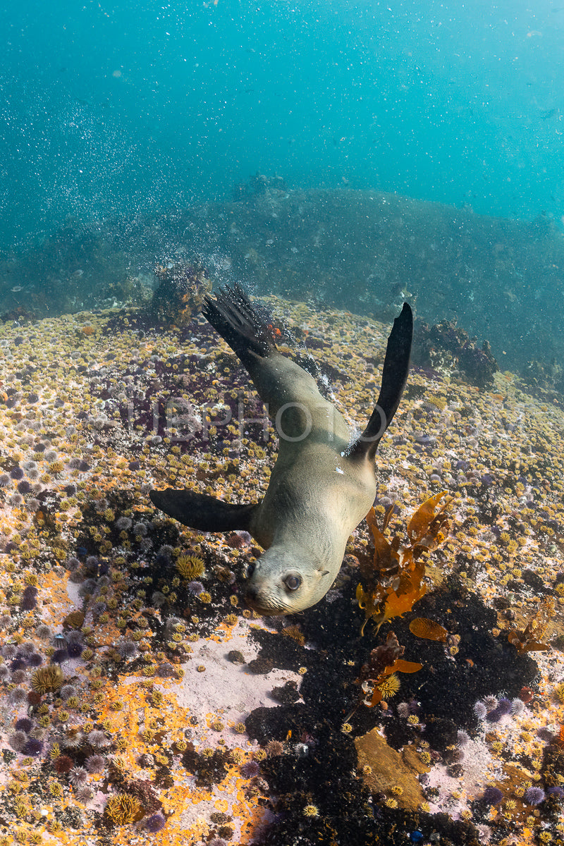 Cape or Brown fur seal or sea lion playing with diver in South Africa