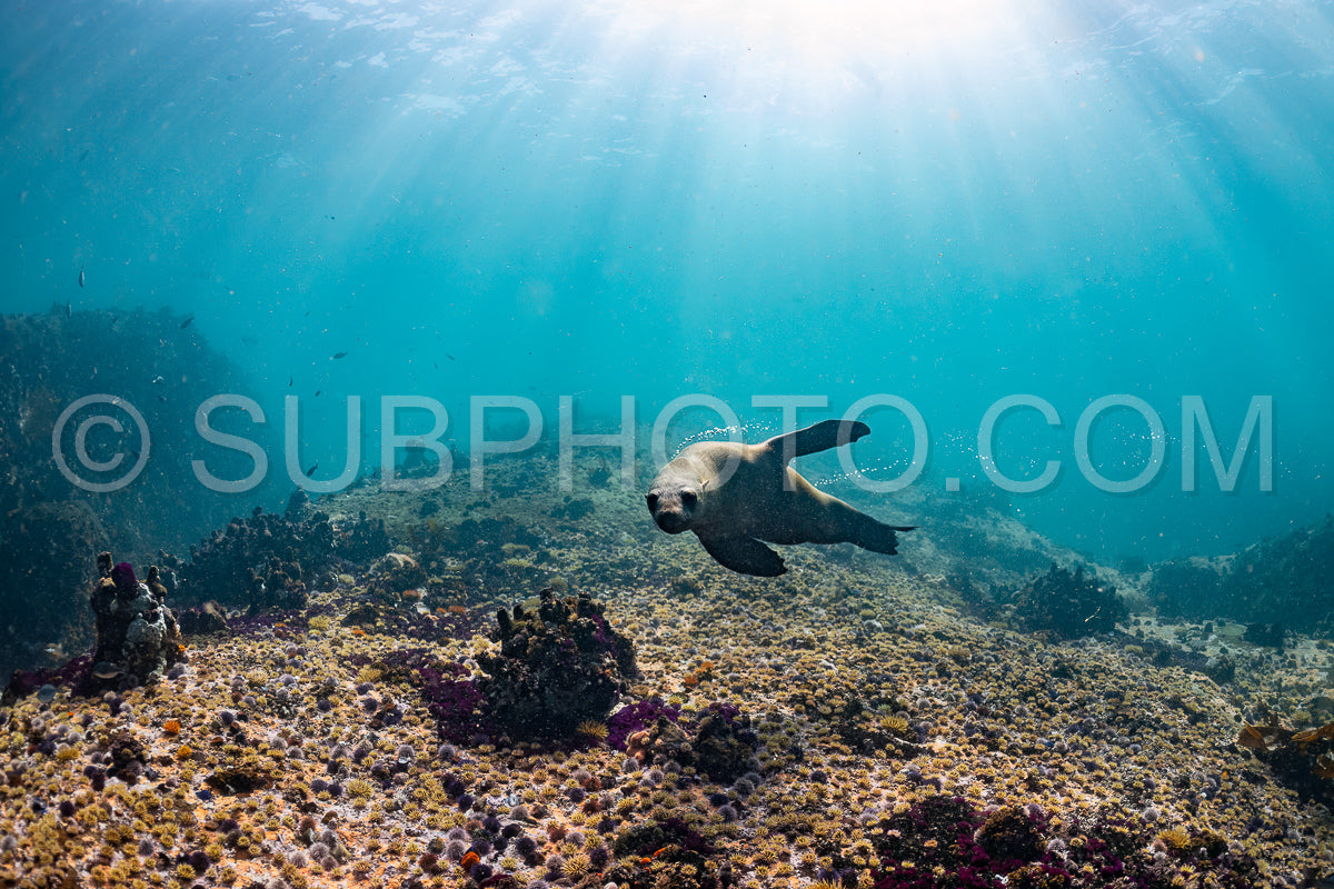 Cape or Brown fur seal or sea lion playing with diver in South Africa