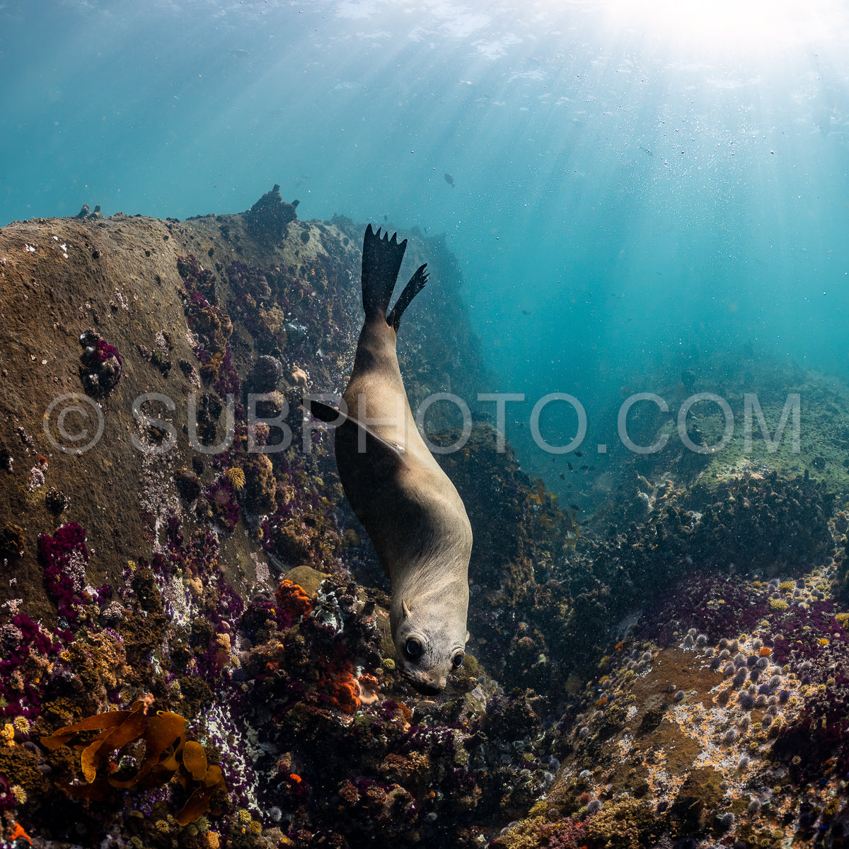 Cape or Brown fur seal or sea lion playing with diver in South Africa