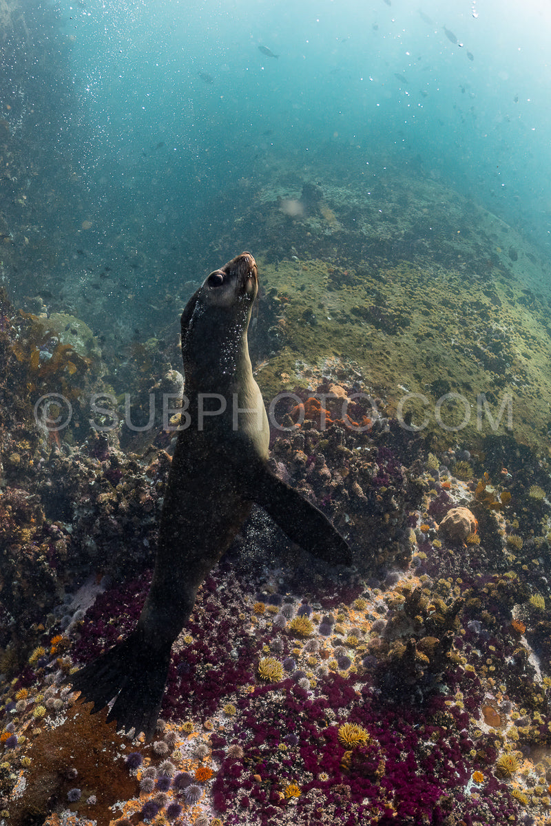 Cape or Brown fur seal or sea lion playing with diver in South Africa