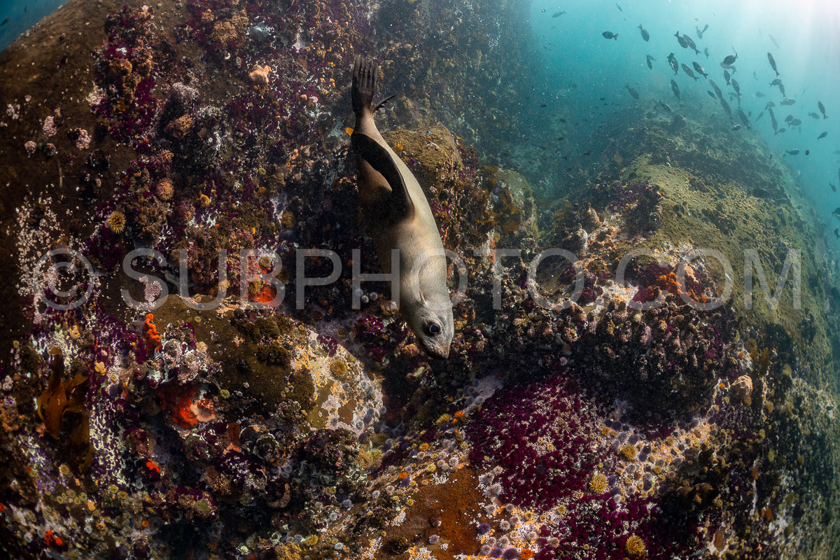Cape or Brown fur seal or sea lion playing with diver in South Africa