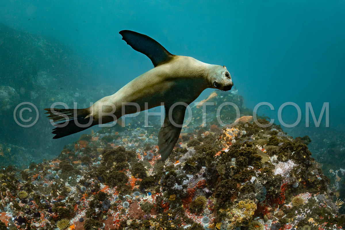 Photo de Otarie du Cap ou otarie brune jouant avec un plongeur en Afrique du Sud