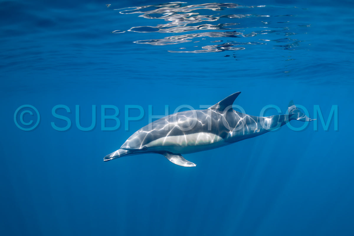 Pod of common dolphins (Delphinus delphis) swimming in the Atlantic Ocean near the Western Cape coast of South Africa