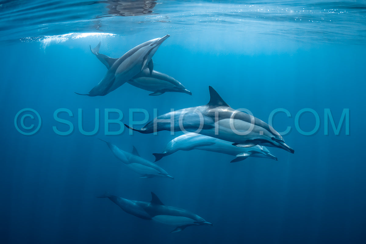 Photo de Groupe de dauphins communs (Delphinus delphis) nageant dans l'océan Atlantique près de la côte du Cap occidental en Afrique du Sud.