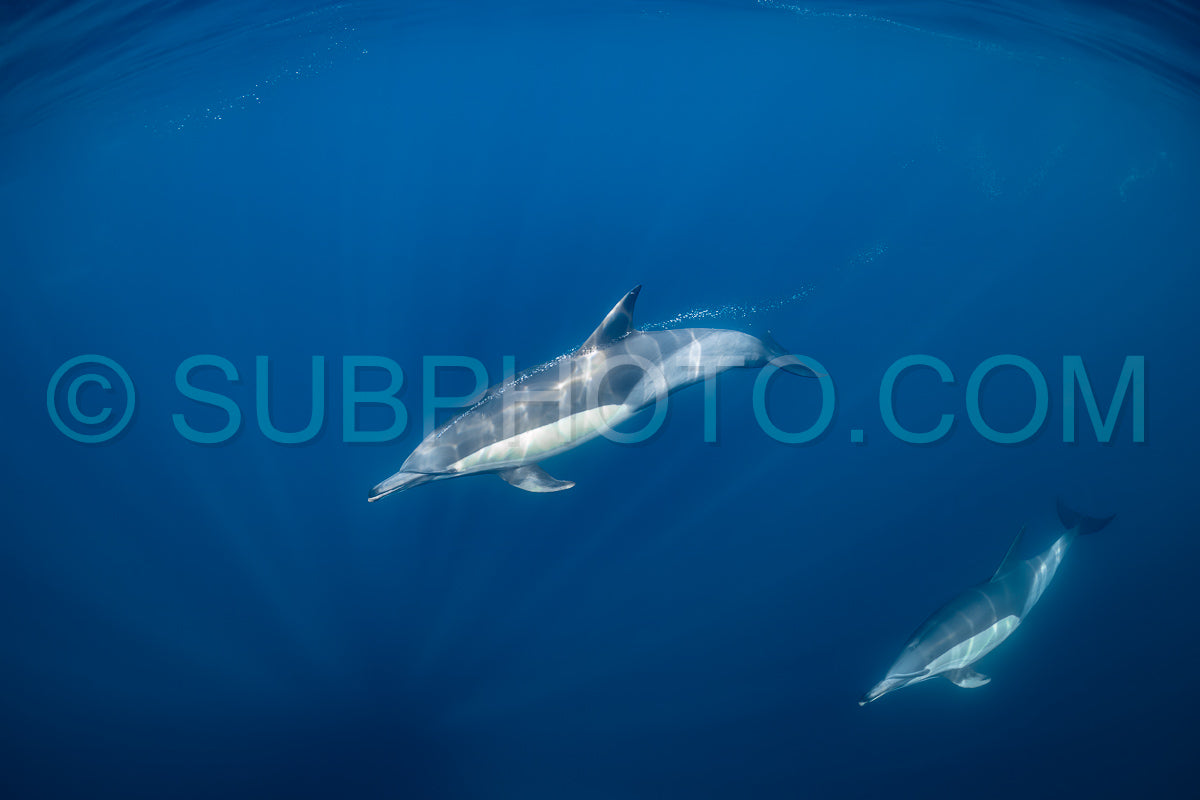 Pod of common dolphins (Delphinus delphis) swimming in the Atlantic Ocean near the Western Cape coast of South Africa