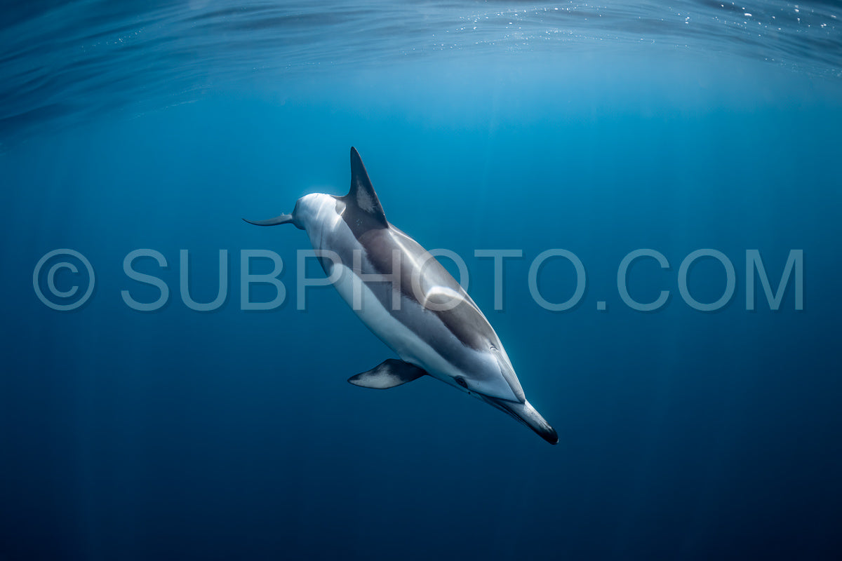 Photo de Groupe de dauphins communs (Delphinus delphis) nageant dans l'océan Atlantique près de la côte du Cap occidental en Afrique du Sud.