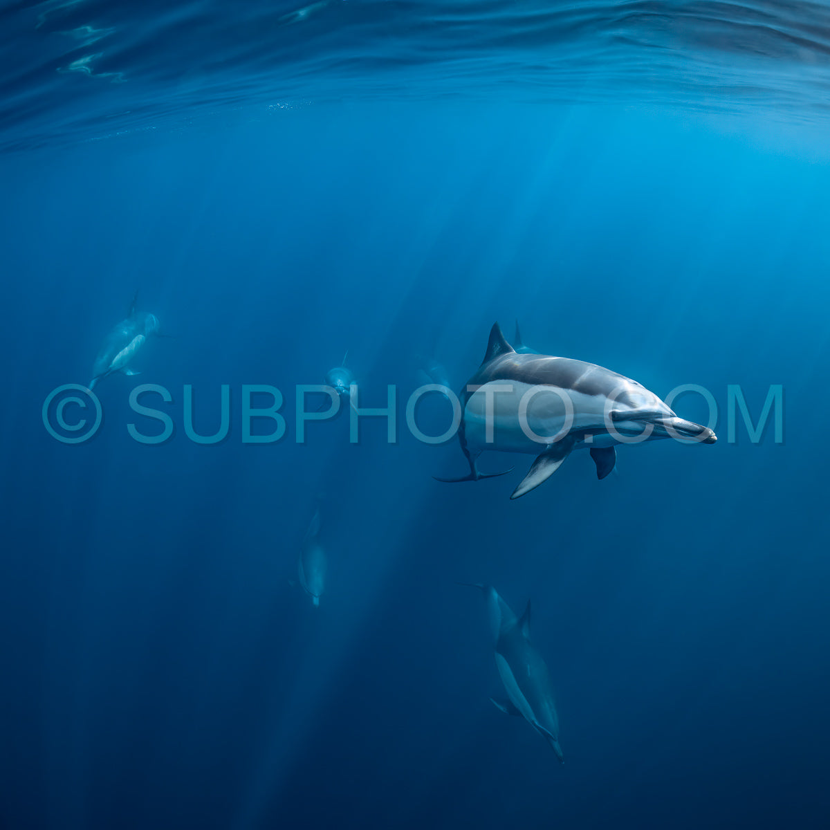 Pod of common dolphins (Delphinus delphis) swimming in the Atlantic Ocean near the Western Cape coast of South Africa