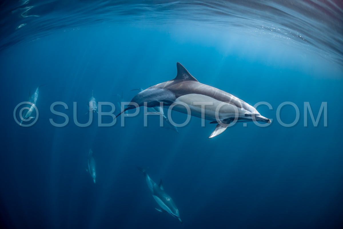 Pod of common dolphins (Delphinus delphis) swimming in the Atlantic Ocean near the Western Cape coast of South Africa