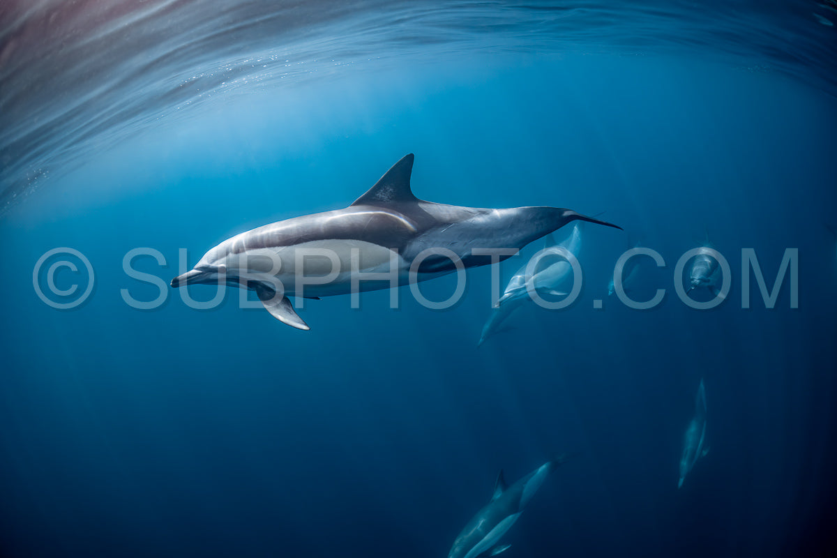 Pod of common dolphins (Delphinus delphis) swimming in the Atlantic Ocean near the Western Cape coast of South Africa