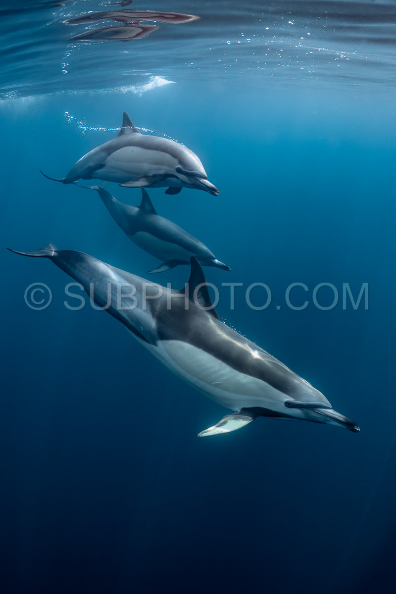Photo de Groupe de dauphins communs (Delphinus delphis) nageant dans l'océan Atlantique près de la côte du Cap occidental en Afrique du Sud.