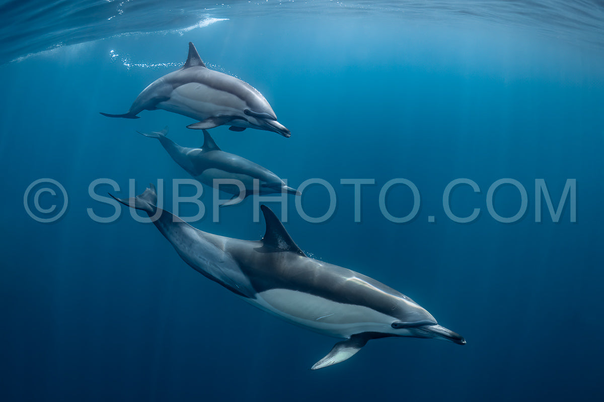Pod of common dolphins (Delphinus delphis) swimming in the Atlantic Ocean near the Western Cape coast of South Africa