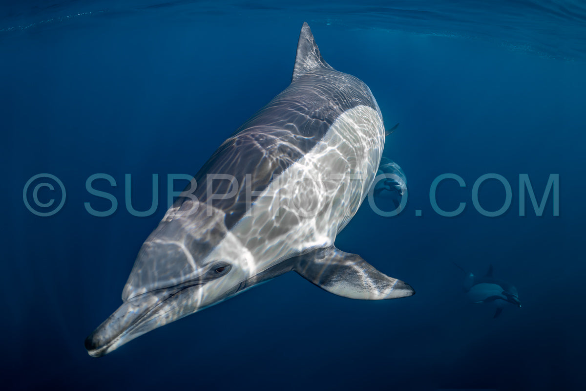 Pod of common dolphins (Delphinus delphis) swimming in the Atlantic Ocean near the Western Cape coast of South Africa