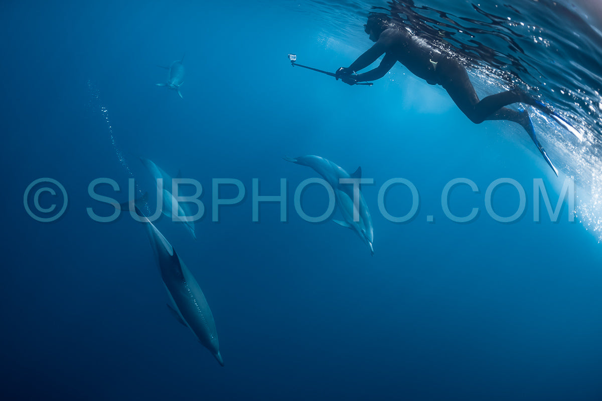 Pod of common dolphins (Delphinus delphis) swimming in the Atlantic Ocean near the Western Cape coast of South Africa