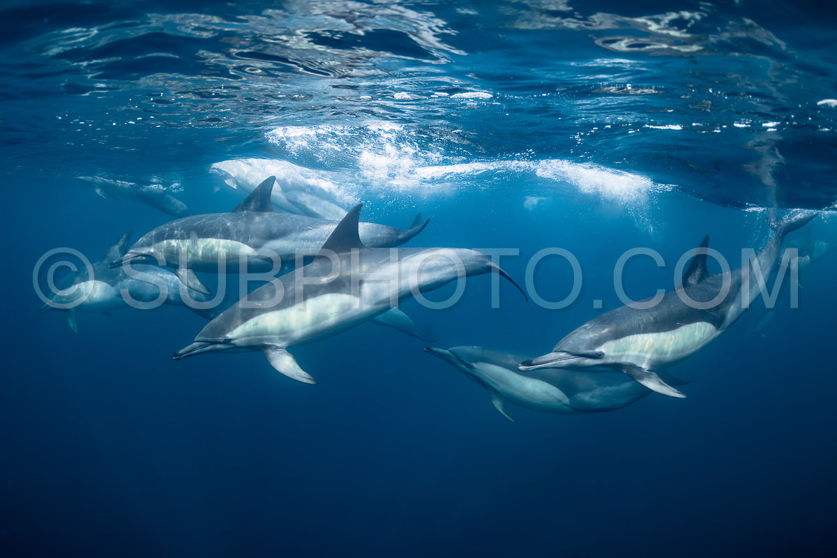 Pod of common dolphins (Delphinus delphis) swimming in the Atlantic Ocean near the Western Cape coast of South Africa