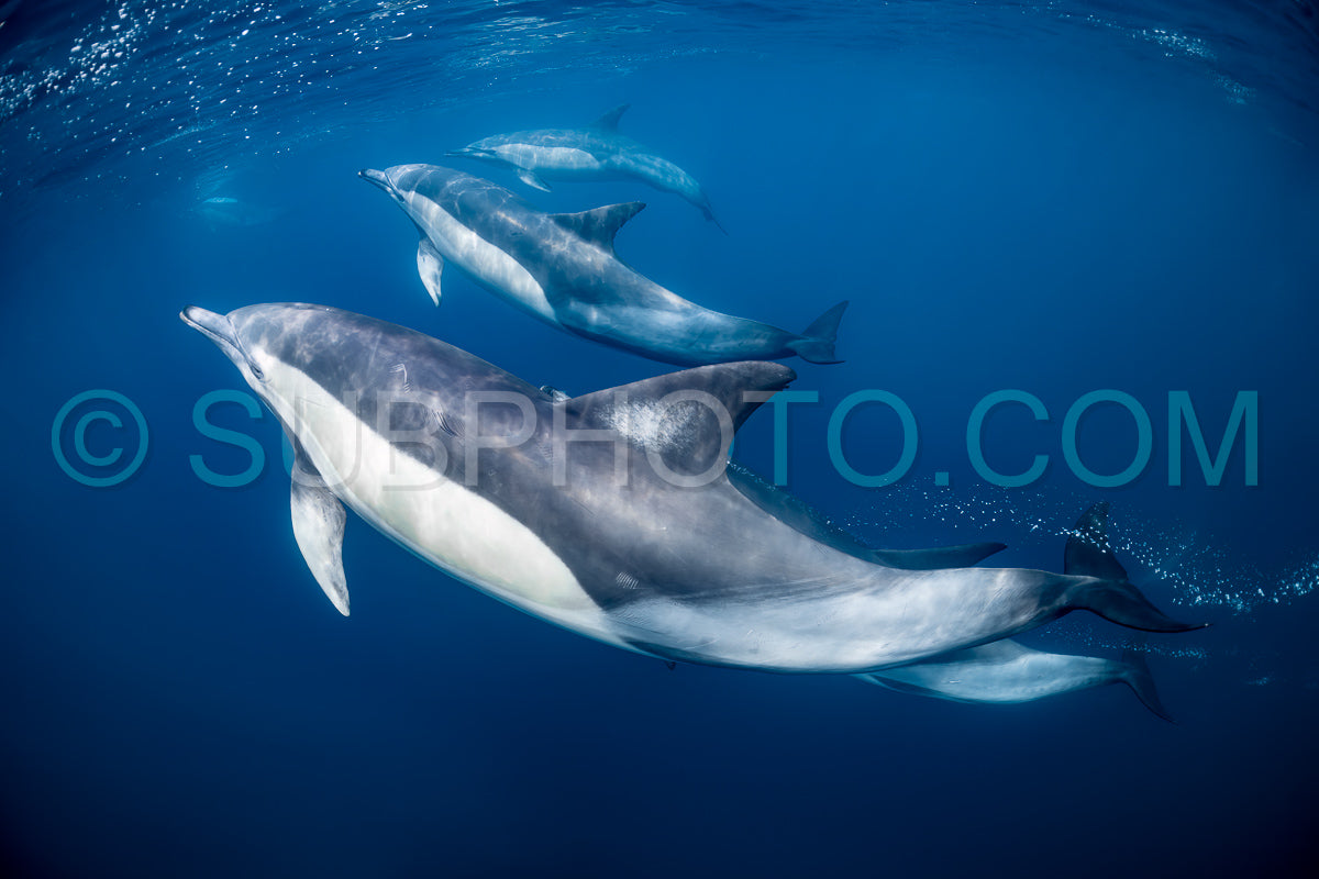 Pod of common dolphins (Delphinus delphis) swimming in the Atlantic Ocean near the Western Cape coast of South Africa