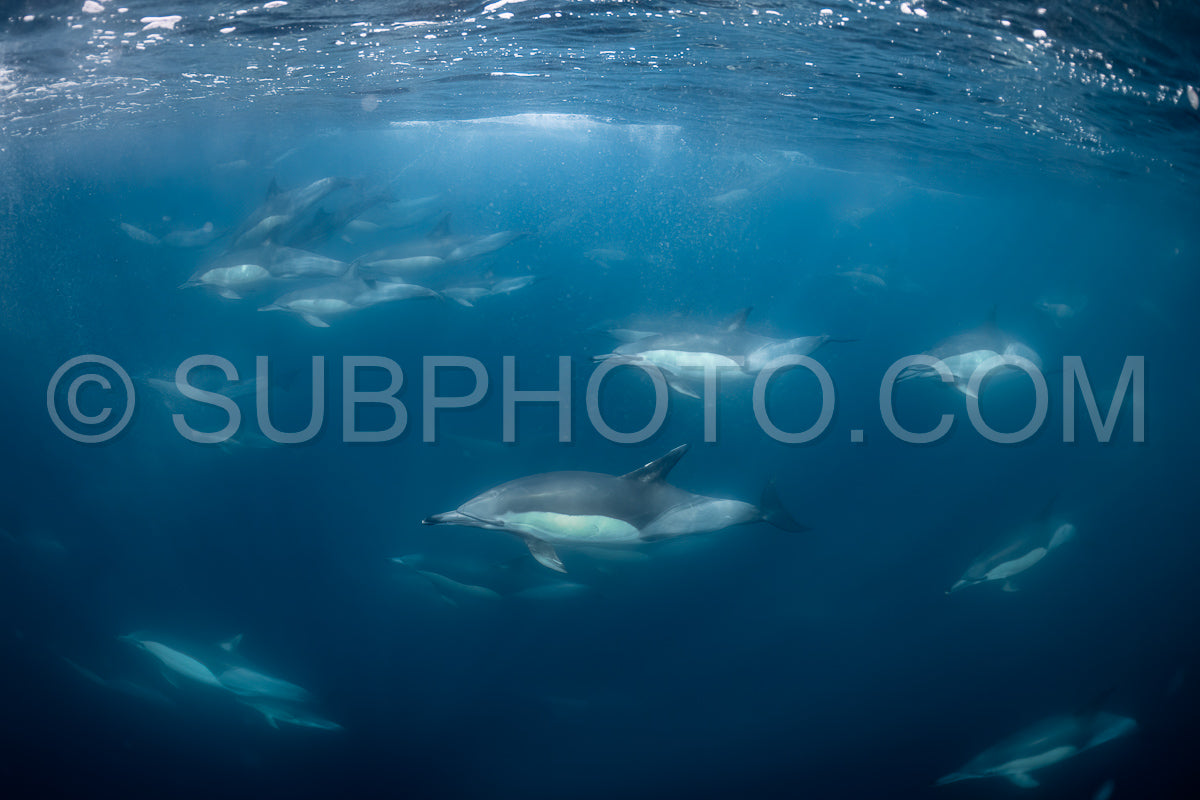 Pod of common dolphins (Delphinus delphis) swimming in the Atlantic Ocean near the Western Cape coast of South Africa