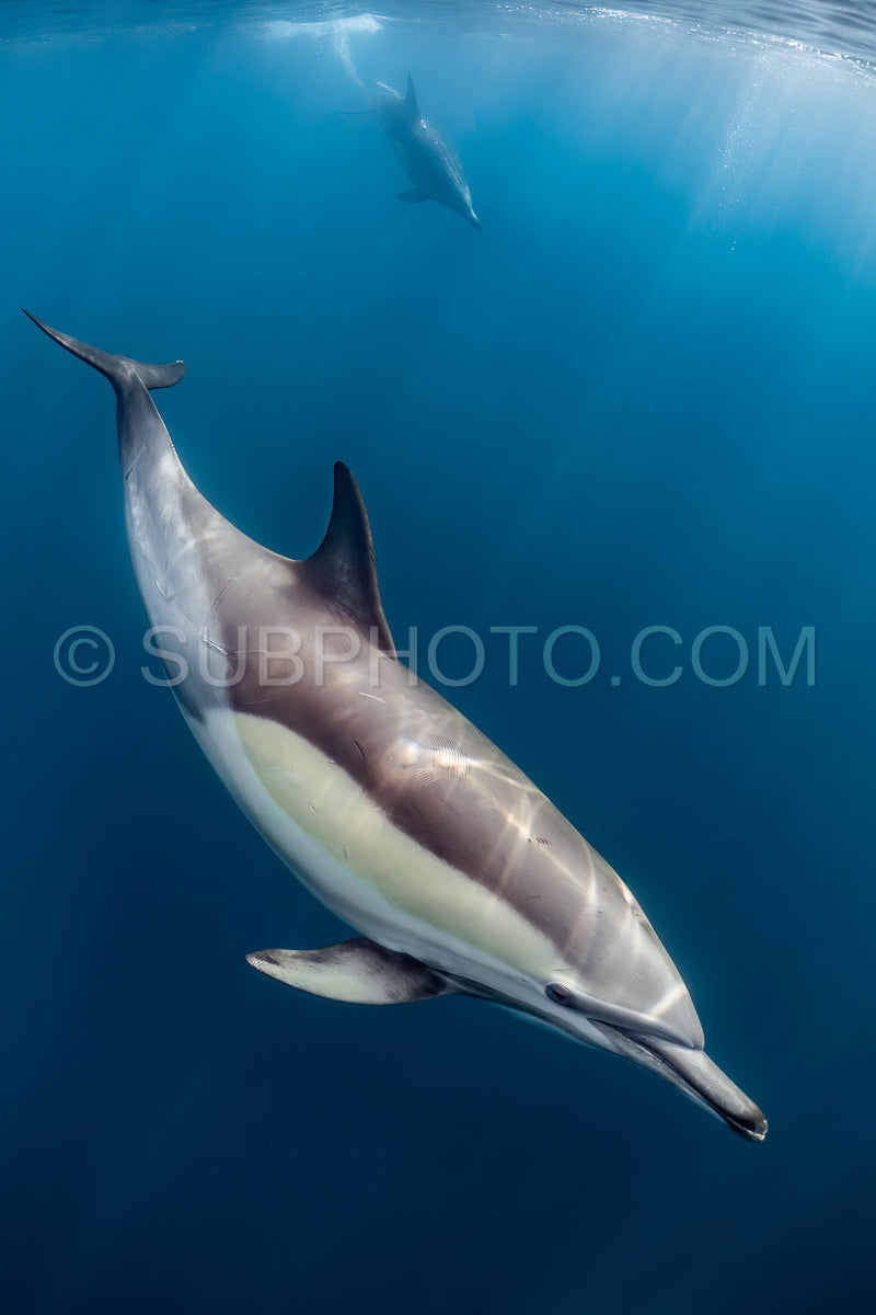 Photo de Groupe de dauphins communs (Delphinus delphis) nageant dans l'océan Atlantique près de la côte du Cap occidental en Afrique du Sud.