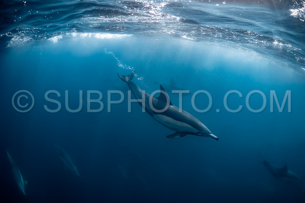 Pod of common dolphins (Delphinus delphis) swimming in the Atlantic Ocean near the Western Cape coast of South Africa
