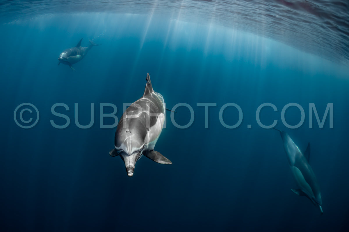 Pod of common dolphins (Delphinus delphis) swimming in the Atlantic Ocean near the Western Cape coast of South Africa