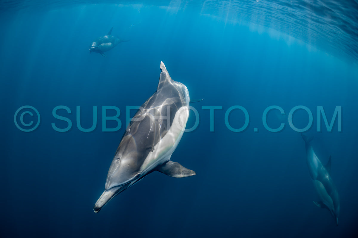 Pod of common dolphins (Delphinus delphis) swimming in the Atlantic Ocean near the Western Cape coast of South Africa