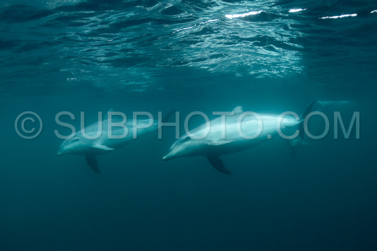 Photo de le grand dauphin commun ou le grand dauphin de l'Atlantique (Tursiops truncatus)