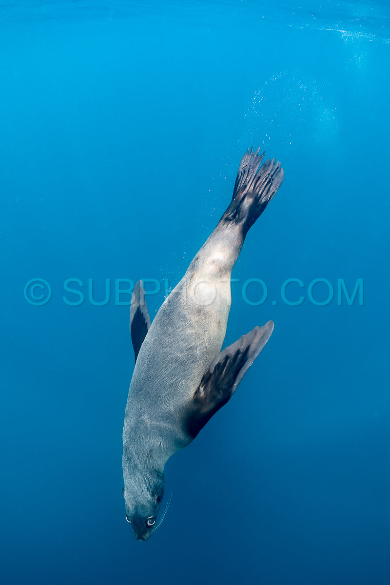 Cape or Brown fur seal or sea lion playing with diver in South Africa