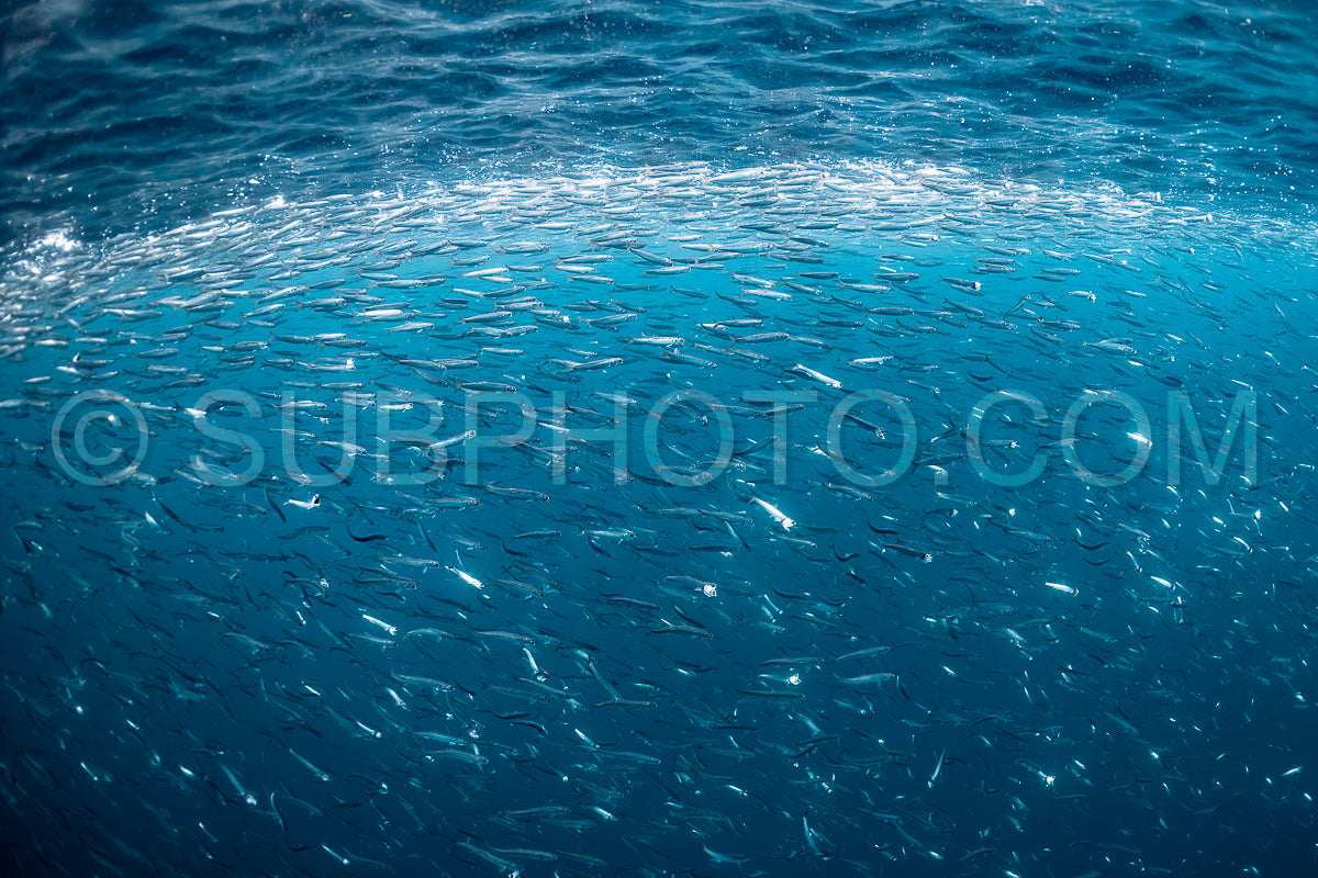 school of anchovies