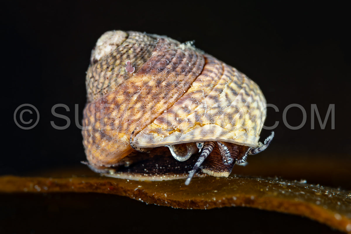 Photo de Capucine grise ou capucine peinte